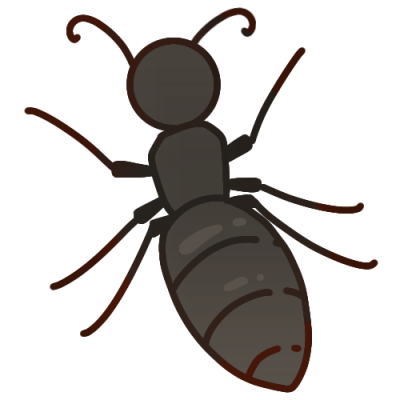 a black ant